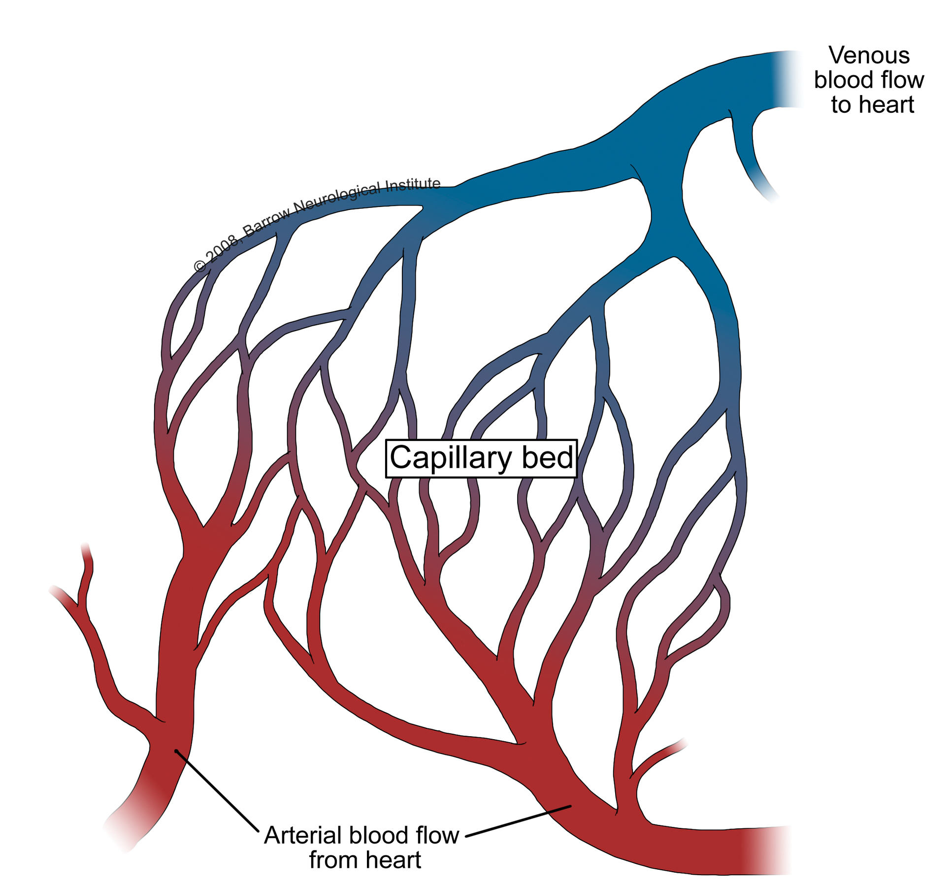 Joe Niekro Foundation - AVM